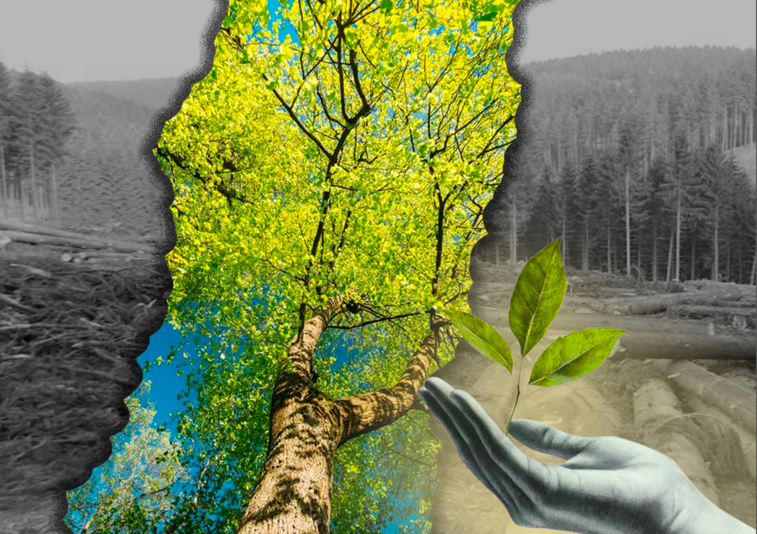 Deforestation Montage